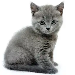 ブリティッシュショートヘア