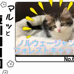 【 マルっと東川口日和No.65 】他には居ない美猫！アイドル猫ノルウェージャン