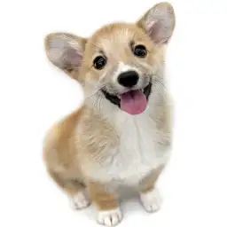 ウェルシュコーギーペンブローク