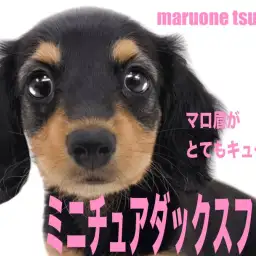 【 ミニチュアダックスフント 】艷やかなブラック&タンカラーの女の子!!