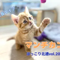 【 ほっこり北通vol.201 】甘えん坊なニューフェイス！足長マンチカンくん