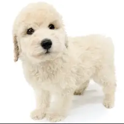 スタンダード・プードル