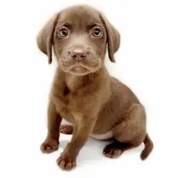 ラブラドールレトリバー