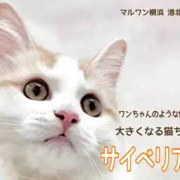 【 サイベリアン 】お友だち大好き！ワンちゃんのように人懐こく成長中！