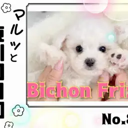 【 マルっと東川口日和No.80 】愛されボディのミニビション到来！