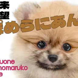 【 ポメラニアン 】温和な性格が魅力的なオレンジセーブルのたぬきポメの女の子