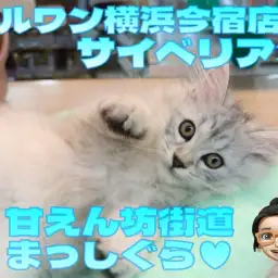 【 サイベリアン 】甘えん坊街道まっしぐら!初心者必見の温厚ニャンコ最新情報!