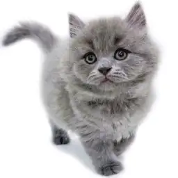 ブリティッシュロングヘア