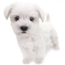 MIX（マルチーズ×ミニチュアシュナウザー）