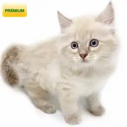 ネヴァマスカレード