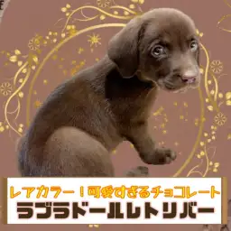 【 ラブラドール・レトリバー 】珍しいチョコカラーの女の子がやってきた!