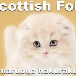 【 スコティッシュフォールド 】垂れ耳丸顔が愛らしいプレミアム認定の男の子！