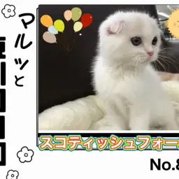 【 マルっと東川口日和No.81 】食欲・元気オールパーフェクトなスコちゃん!