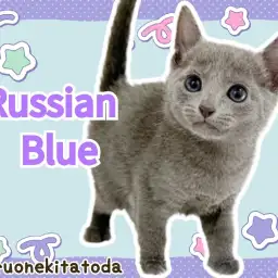 【 ロシアンブルー 】最高の肌触り!美形で甘えん坊なパーフェクトにゃんこ登場!