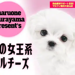 【 マルチーズ 】ホワイトコートを身にまとったアニメ顔の女の子！