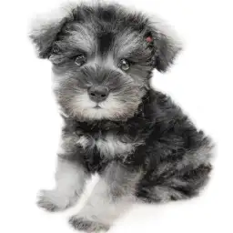 ミニチュア・シュナウザー