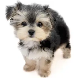 MIX（マルチーズ×ヨークシャーテリア）