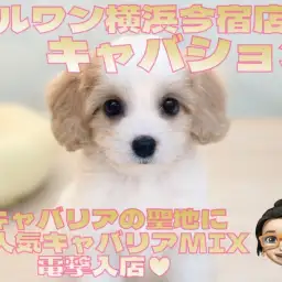 【 キャバション 】キャバリア聖地に大人気キャバリアMIXが電撃入店！