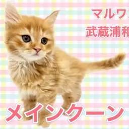 【 メインクーン 】レッドタビーのゴージャスな被毛を持つ優しい性格の女の子