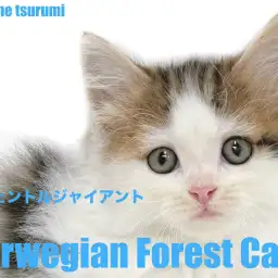【 ノルウェージャンフォレストキャット 】美しいブラウンタビー＆ホワイトの男の子が登場！