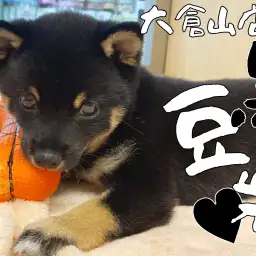 【 豆柴 】遊ぶのダイスキな豆柴ちゃんがお店にきて1週間経過レビュー!