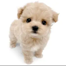 MIX（マルチーズ×トイプードル）