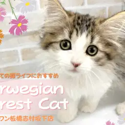 【 ノルウェージャンフォレストキャット 】初めてでも安心!ノルちゃんをご紹介!
