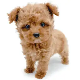 MIX（トイプードル×マルチーズ）