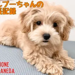 【 MIX 】わくわくアプリコットマルプーちゃんのお散歩デビュー！