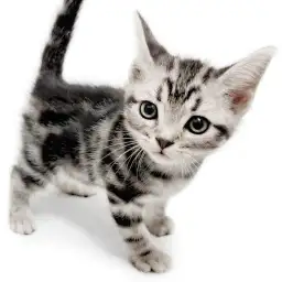 アメリカンショートヘア