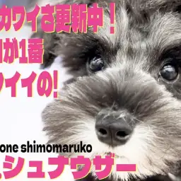 【 シュナウザー 】容姿も仕草も性格も可愛い!スキンシップが大好きなパートナー犬