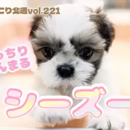 【 ほっこり北通vol.221 】もっちりまんまるシーズーちゃん！