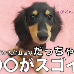 【 ミニチュアダックスフント 】輝きがレベチ!だっちゃんの〇〇がスゴイ!!
