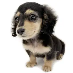 ミニチュア・ダックスフント