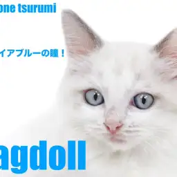 【 ラグドール 】上品で愛らしいブルーポイントバイカラーの男の子!