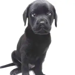 ラブラドールレトリバー