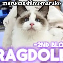 【 ラグドール 】青い瞳とハチワレに磨きをかけた癒し猫の成長記録を大田区から発信