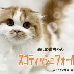【 スコティッシュフォールド 】多頭飼いにもオススメ!まん丸癒しの猫ちゃん