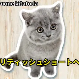 【 ブリティッシュショートヘア 】穏やかな性格で丸顔のお姫様が埼玉県に登場！
