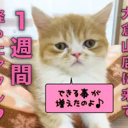 【 フォールデックス 】仲間入りして1週間!リラックスして過ごすフォールちゃん!