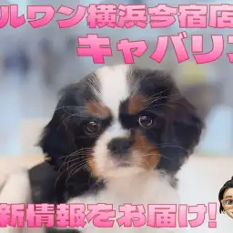 【 キャバリア 】入店から約3週間！どんどん美人に成長中の白黒模様の女の子！