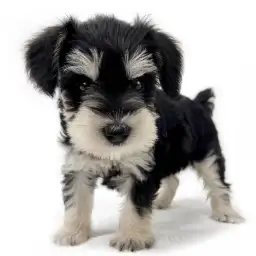 ミニチュア・シュナウザー