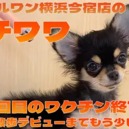 【 チワワ 】3回目ワクチン終了!今日も元気な黒チワワちゃま最新情報をお届け!