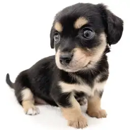 MIX（チワワ×ミニチュアダックスフント）