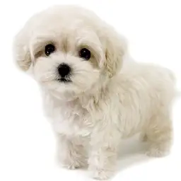 MIX（マルチーズ×トイプードル）