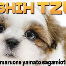 【 シーズー 】この愛嬌に癒される!ペチャ顔わんこが貴方にそっと寄り添います!