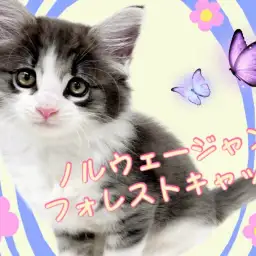 【 ノルウェージャンフォレストキャット 】いつも側にいて幸せを与えてくれる女の子