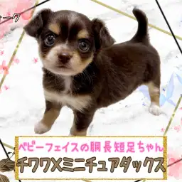 【 MIX 】待望の大人気MIXチワックスちゃんが仲間入り!