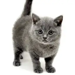 ブリティッシュショートヘア