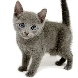 ロシアンブルー